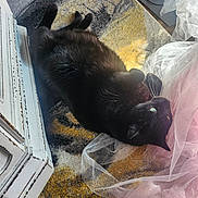 Lady Ligeia joined the competition — help win amazing prizes! animal, black_cat, cabinet, carpet, cat, cozy, fabric, floor, furniture, green_eyes, indoor, pet, pink, relaxing, resting, rug, soft_light, translucent, whiskers, white