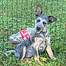 puppy, dog, grass, outdoor, bottle, plastic_bottle, playful, pet, fence, greenery, young_dog, curious, sitting, collar, leash, ears, tongue, nature, animal, daylight