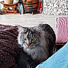 Yoky participe au concours pour gagner de l'argent avec cette photo : blanket, cat, cozy, curious, decor, floor, fluffy_cat, furniture, gray_cat, green_eyes, home, indoor, jeans, living_room, pet, plant, potted_plant, shoe, stone_panel, wooden_barrel