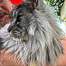 affection, animal, blurred_background, cat, close_up, face, fluffy_cat, fur, gray_cat, greenery, holding, long_hair, man, nature, outdoor, person, pet, portrait, umbrella, watch