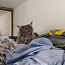 Yoky participe au concours pour gagner de l'argent avec cette photo : animal, bed, blanket, blue, cat, cozy, curious, cute, domestic, feline, fur, indoor, long_hair, looking, mirror, pet, resting, rumpled, wall, yellow