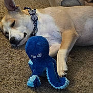 Booboo is registered to the contest to win money with this photo: dog, sleeping, carpet, plush_toy, octopus, blue, pet, indoor, resting, collar, animal, cute, relaxed, fur, paw, toy, home, cozy, companion, peaceful