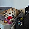 animal, brown_and_white_dog, canine, carpet, chewing, collar, comfortable, cozy, dog, dog_bed, home, indoor, pet, playful, purple_toy, red_toy, relaxed, rope_toy, storage_bin, toys