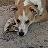 animal, bone, brown, carpet, collar, cute, dog, domestic_animal, ears, face, fur, indoor, laying_down, looking_at_camera, nose, paw, pet, resting, toy, white