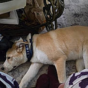 King Quigley joined the competition — help win amazing prizes! dog, indoor, carpet, person, legs, socks, purple, tie_dye, resting, relaxed, metal_table, patterned, collar, brown, white, floor, home, furniture, casual, comfort