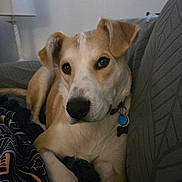 King Quigley is registered to the contest to win money with this photo: blanket, close_up, collar, couch, dog, ears, eyes, fur, id_tag, indoor, lamp, mixed_breed, nose, patterned_blanket, paw, pet, portrait, relaxed, sofa, wall_art