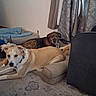 Quigley And Marlie is registered to the contest to win money with this photo: dog, indoor, pet, cushion, carpet, curtain, bed, collar, brown_dog, tan_dog, relaxed, animal, living_room, furniture, floor, domestic, cute, resting, two_dogs, home