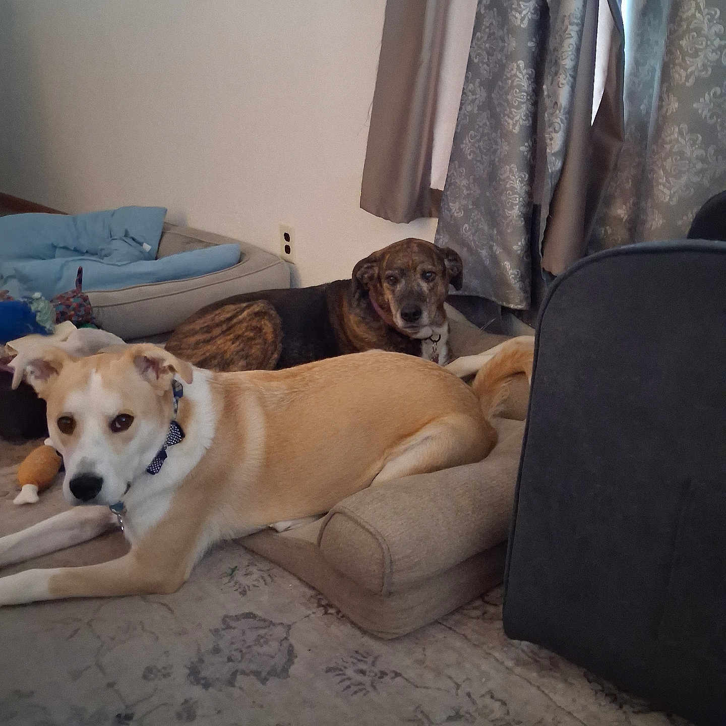 Quigley And Marlie is registered to the contest to win money with this photo: dog, indoor, pet, cushion, carpet, curtain, bed, collar, brown_dog, tan_dog, relaxed, animal, living_room, furniture, floor, domestic, cute, resting, two_dogs, home