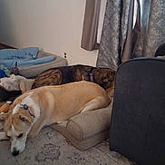 Quigley And Marlie is registered to the contest to win money with this photo: dog, indoor, cushion, resting, brown_dog, white_dog, carpet, curtain, pet_bed, furniture, collar, relaxing, floor, home, cozy, sleeping, animal, two_dogs, window, patterned_curtain