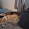 animal, brown_dog, carpet, collar, cozy, curtain, cushion, dog, floor, furniture, home, indoor, patterned_curtain, pet_bed, relaxing, resting, sleeping, two_dogs, white_dog, window