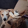 Quigley And Marlie joined the competition — help win amazing prizes! dog, pets, couch, indoor, relaxing, paw, fur, collar, curious, brown, white, beige, closeup, animal, companions, cozy, home, resting, face, snout