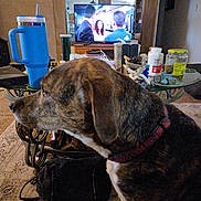 Mar joined the competition — help win amazing prizes! antlers, bag, brindle, carpet, coffee_table, collar, container, dog, furniture, household_items, indoor, living_room, mirror, people_on_tv, plastic_bottle, remote_control, rug, side_view, television, wooden_cabinet