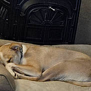 Kathy Randle joined the competition — help win amazing prizes! blanket, collar, couch, cozy, curled_up, dog, dog_bed, fireplace, furniture, indoor, living_room, mammal, muzzle, napping, paw, peaceful, pet, resting, sleeping_dog, tan_fur