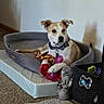 attentive, bed, bow_tie, canine, carpet, collar, dog, dog_bed, home_interior, indoor, paw, pet, plush_toy, portrait, rope_toy, rubber_toy, rug, storage_bin, toys, wall