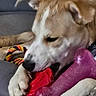 animal, bed, bone_toy, brown_and_white, chew, chew_toy, close_up, couch, dog, indoor, muzzle, paws, pet, playful, portrait, resting, rope_toy, slobber, snout, toy