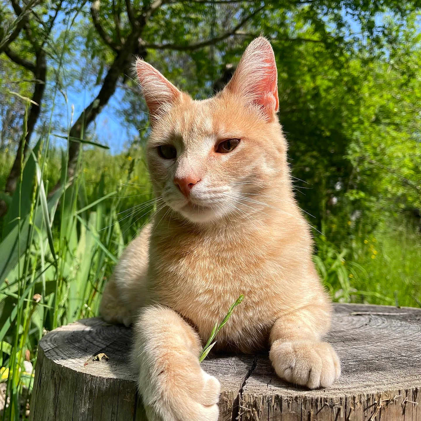 Niskao participe au concours pour gagner de l'argent avec cette photo : animal, cat, closeup, daylight, ears, forest, fur, ginger_cat, grass, greenery, mammal, nature, outdoor, paw, peaceful, relaxed, sunlight, tree_stump, whiskers, wildlife