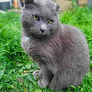 Pirate a rejoint le concours — aidez-le/la à gagner de superbes lots ! gray_cat, cat, grass, outdoor, yellow_eyes, sitting, fur, pet, garden, close_up, portrait, whiskers, folded_ear, blurred_background, depth_of_field, single_animal, greenery, domestic_cat, attentive, feline