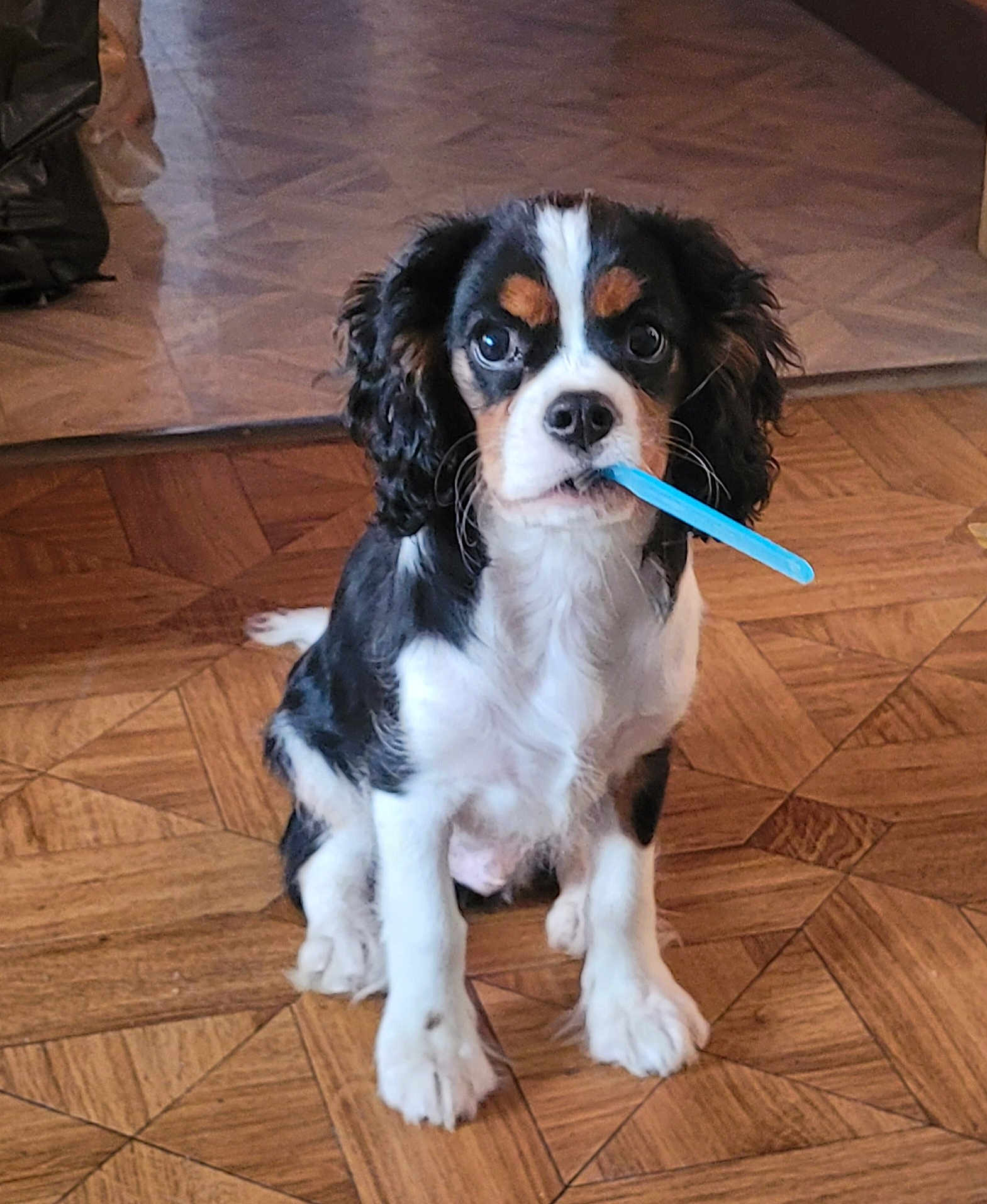 Diego a rejoint le concours — aidez-le/la à gagner de superbes lots ! puppy, dog, pet, floor, wooden_floor, indoor, black, white, brown, cute, animal, sitting, toy, playful, fur, ears, eyes, nose, mouth, young