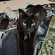 Midnight Byrd joined the competition — help win amazing prizes! black_cat, cat, yellow_eyes, stretching, jewelry, phone, pill_bottle, table, patterned_surface, indoor, pet, whiskers, ears, collar, claws, feline, domestic_animal, close_up, curious, relaxed