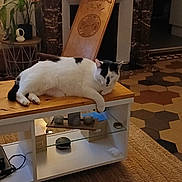 Nino participe au concours pour gagner de l'argent avec cette photo : cat, indoor, coffee_table, wooden_furniture, carved_chair, fireplace, lamp, plant, decorative_items, tiles, floor, rug, cozy, relaxed, living_room, white_cat, black_spots, feline, home_decor, furniture