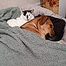 Nino participe au concours pour gagner de l'argent avec cette photo : dog, cat, blanket, couch, pet, indoor, resting, snuggling, cozy, animal, furry, sleepy, domestic, companion, relaxed, fur, home, friendship, comfort, pillow