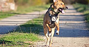 Angy participe au concours pour gagner de l'argent avec cette photo : animal, blurred_background, canine, daytime, dog, ears_up, energetic, grass, happy, harness, motion, nature, outdoor, path, pet, playful, running, sunlight, tongue_out, walking