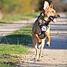 dog, running, outdoor, path, harness, grass, sunlight, nature, animal, motion, happy, pet, canine, tongue_out, ears_up, daytime, walking, playful, blurred_background, energetic