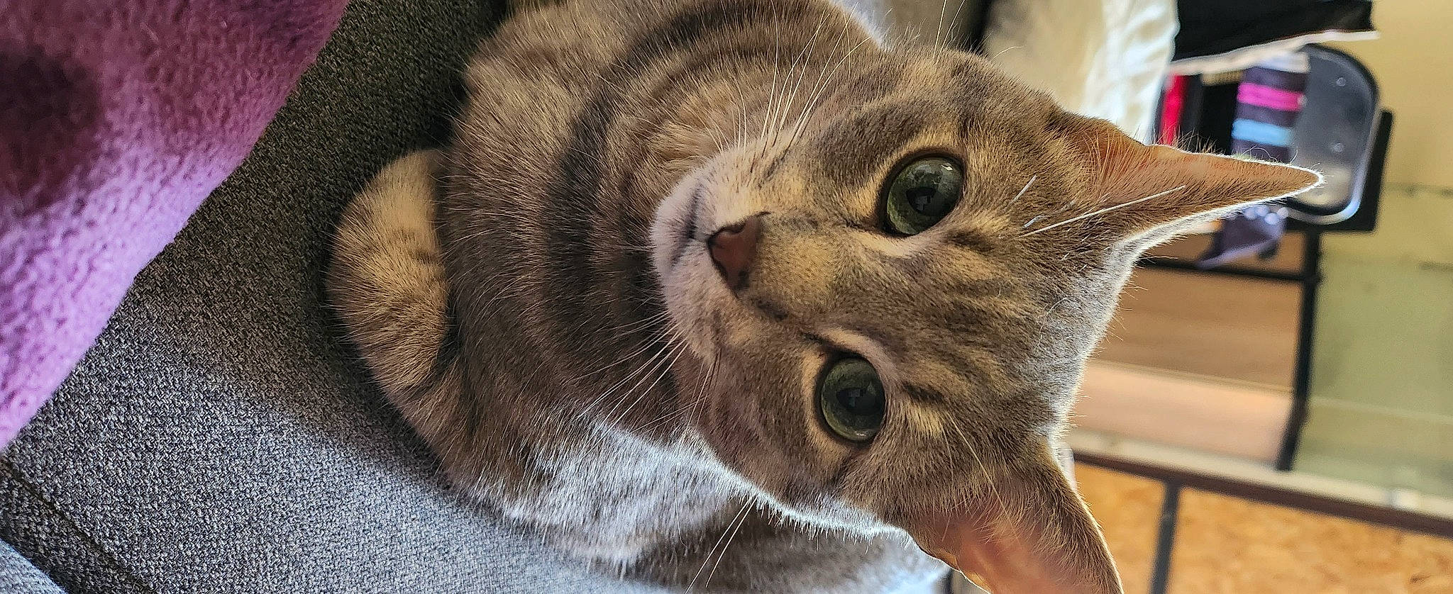 Yoda a rejoint le concours — aidez-le/la à gagner de superbes lots ! carnivore, cat, cat_supply, claw, domestic_short_haired_cat, ear, felidae, fur, paw, small_to_medium_sized_cats, snout, terrestrial_animal, whiskers, wildlife