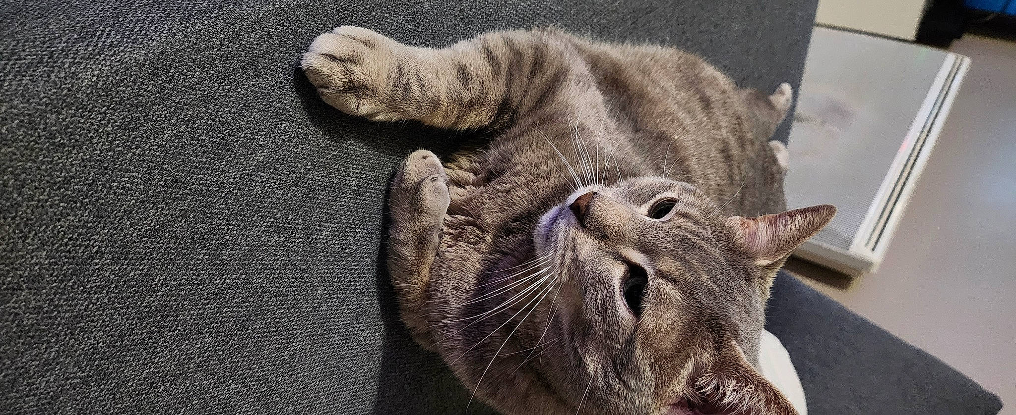 Yoda a rejoint le concours — aidez-le/la à gagner de superbes lots ! carnivore, cat, claw, close_up, domestic_short_haired_cat, fang, felidae, fur, grey, nap, paw, small_to_medium_sized_cats, snout, tail, terrestrial_animal, whiskers, wildlife, window, wrinkle