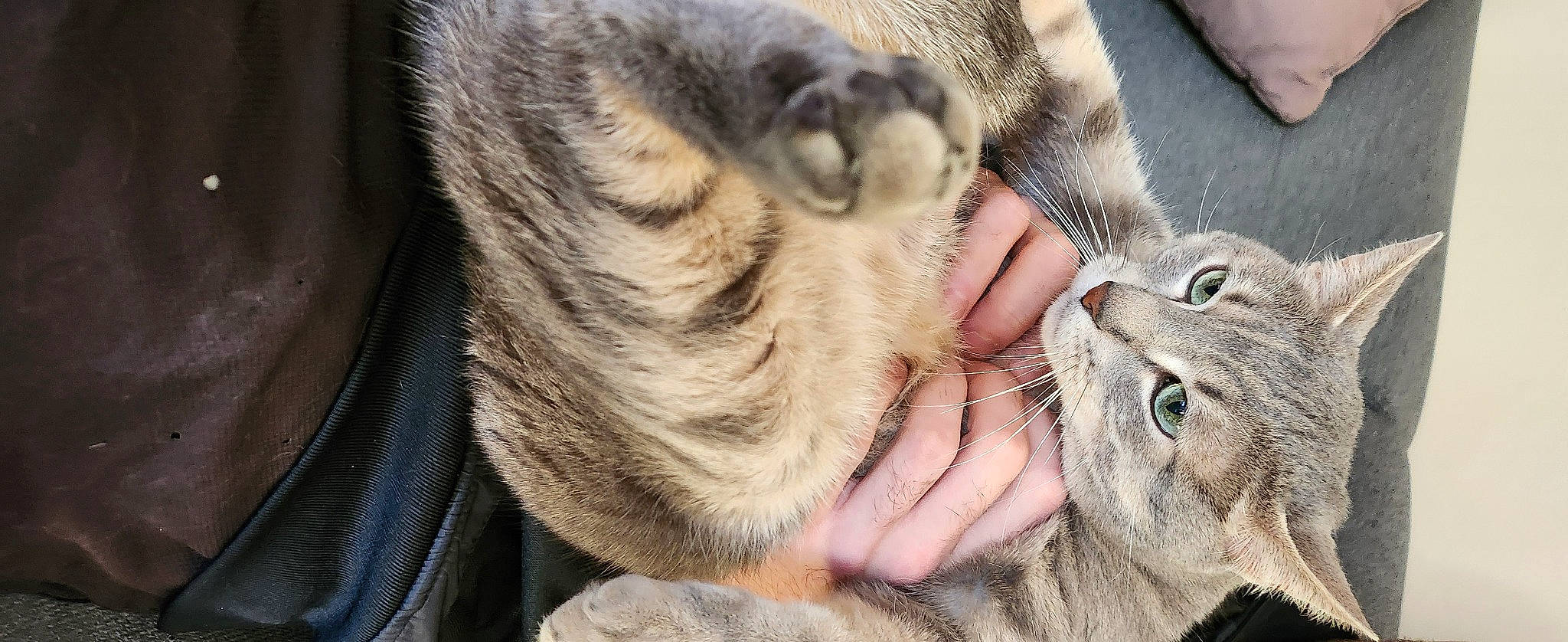 Yoda participe au concours pour gagner de l'argent avec cette photo : carnivore, cat, claw, comfort, domestic_short_haired_cat, fawn, felidae, fur, gesture, grass, nail, nose, paw, skin, small_to_medium_sized_cats, snout, terrestrial_animal, whiskers, wildlife, wrinkle