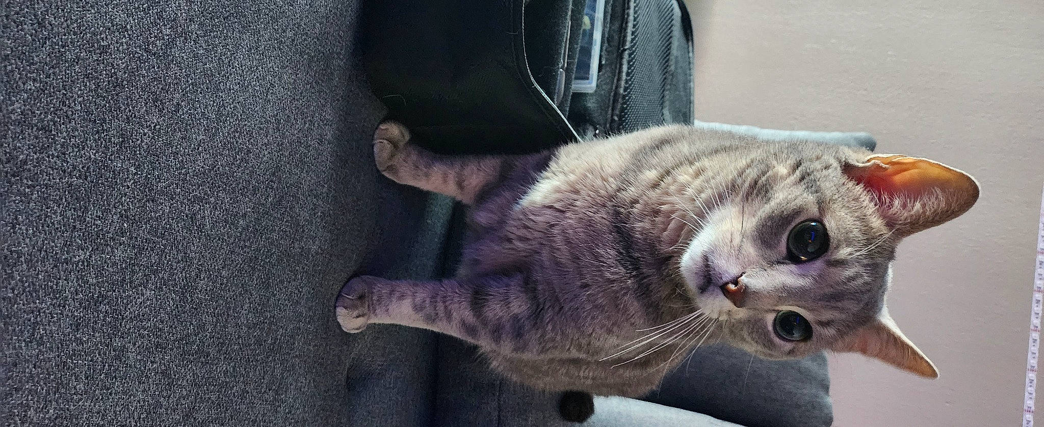 Yoda participe au concours pour gagner de l'argent avec cette photo : asphalt, automotive_tire, carnivore, cat, claw, domestic_short_haired_cat, door, eye, felidae, fur, grey, paw, road_surface, small_to_medium_sized_cats, tail, whiskers, window