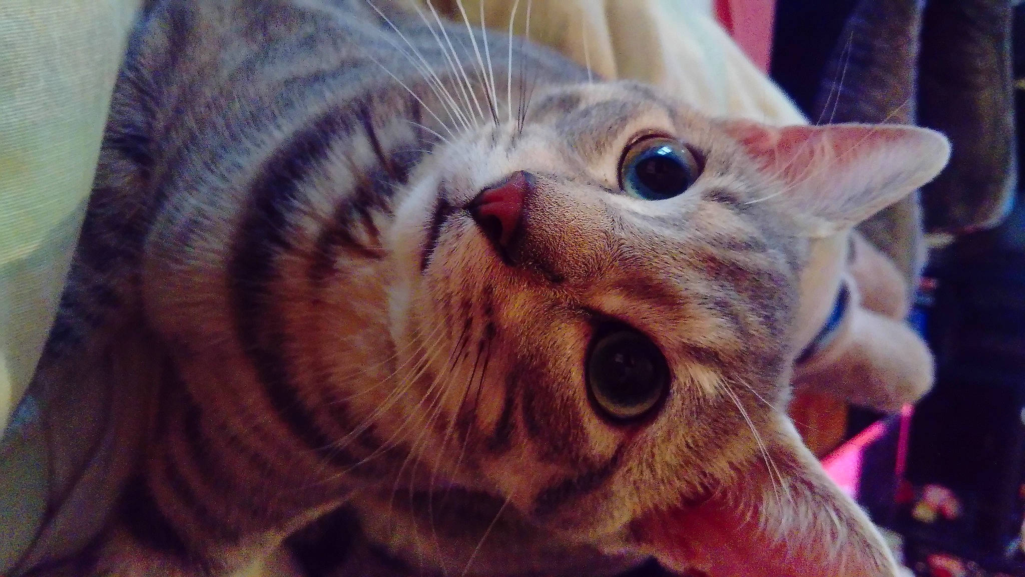 Yoda a rejoint le concours — aidez-le/la à gagner de superbes lots ! carnivore, cat, close_up, comfort, domestic_short_haired_cat, ear, fawn, felidae, fur, small_to_medium_sized_cats, snout, terrestrial_animal, whiskers, wildlife, wrinkle