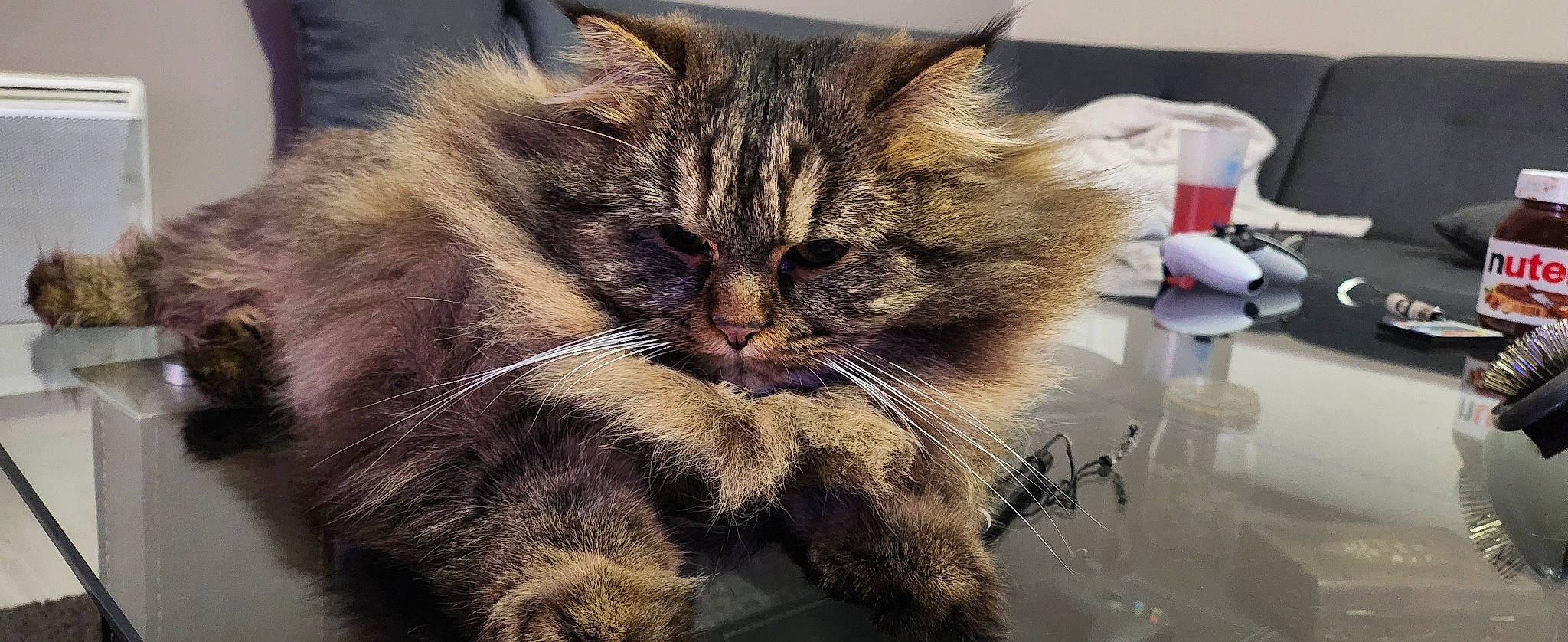 Fifou a rejoint le concours — aidez-le/la à gagner de superbes lots ! carnivore, cat, claw, comfort, domestic_short_haired_cat, felidae, fur, iris, paw, plant, small_to_medium_sized_cats, snout, terrestrial_animal, whiskers