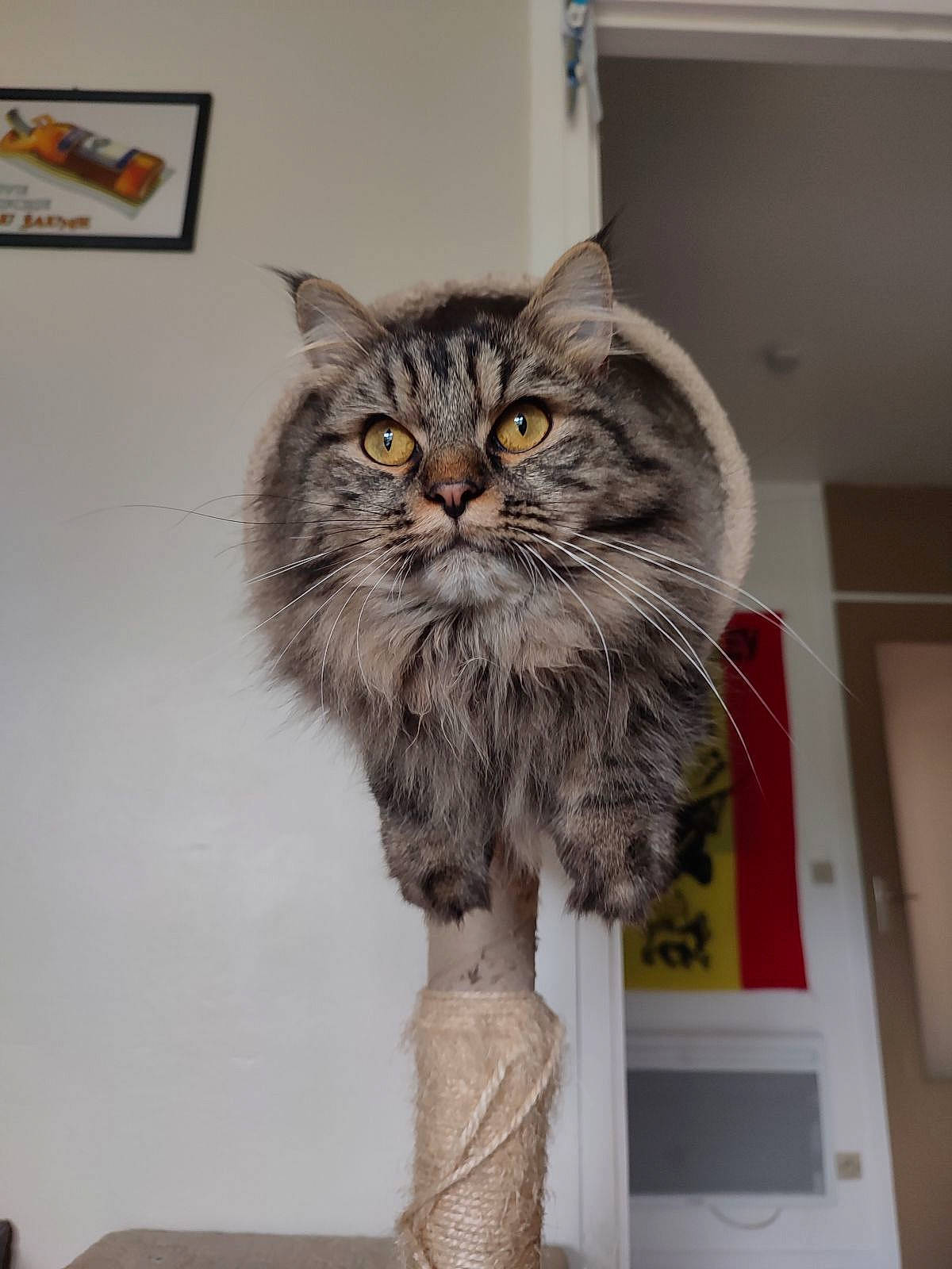 Fifou a rejoint le concours — aidez-le/la à gagner de superbes lots ! art, british_longhair, carnivore, cat, domestic_short_haired_cat, felidae, fur, illustration, room, small_to_medium_sized_cats, snout, tail, terrestrial_animal, visual_arts, whiskers, window