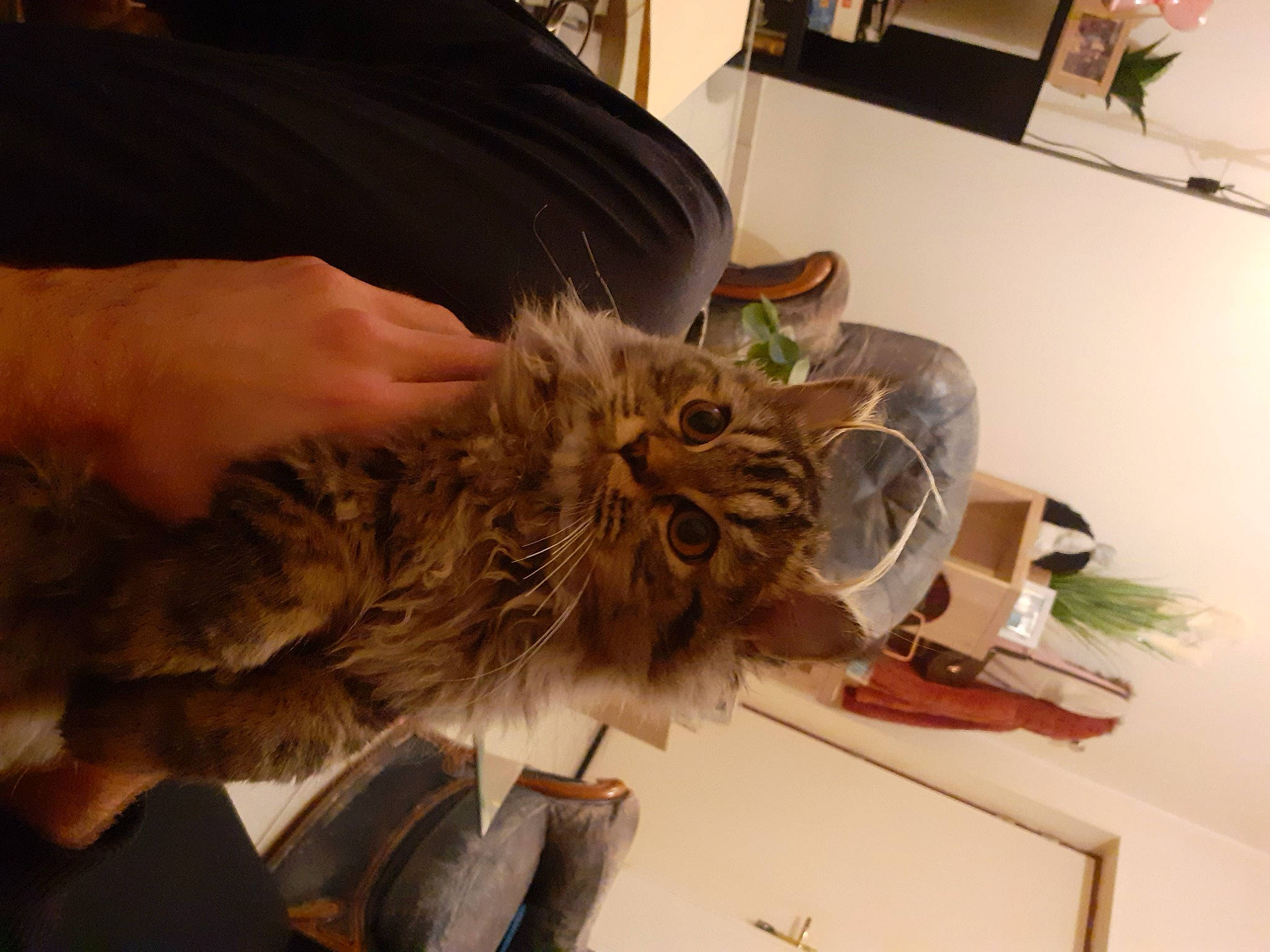 Fifou participe au concours pour gagner de l'argent avec cette photo : art, bird_of_prey, canidae, carnivore, cat, claw, domestic_short_haired_cat, feather, felidae, flooring, fur, houseplant, picture_frame, plant, room, small_to_medium_sized_cats, sporting_group, tail, veterinarian, whiskers