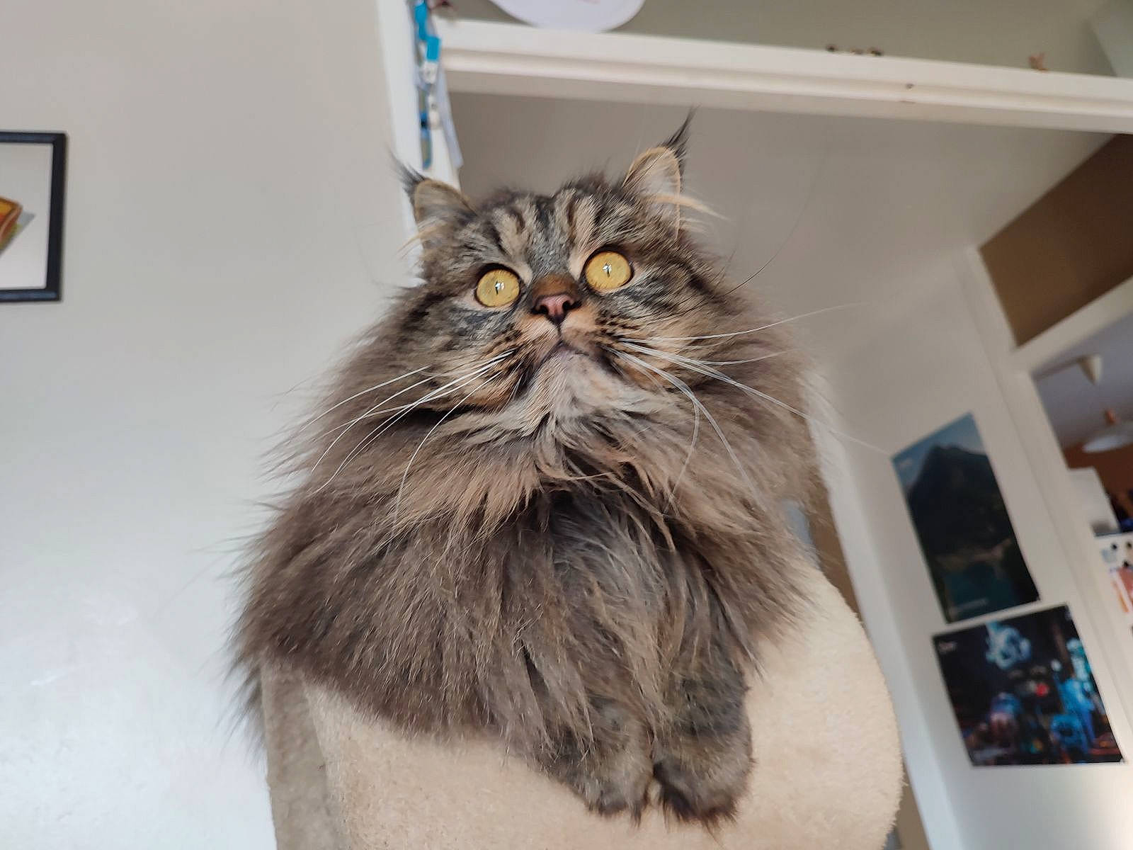 Fifou a rejoint le concours — aidez-le/la à gagner de superbes lots ! art, british_longhair, carnivore, cat, domestic_short_haired_cat, felidae, fur, maine_coon, persian, small_to_medium_sized_cats, snout, tail, terrestrial_animal, whiskers