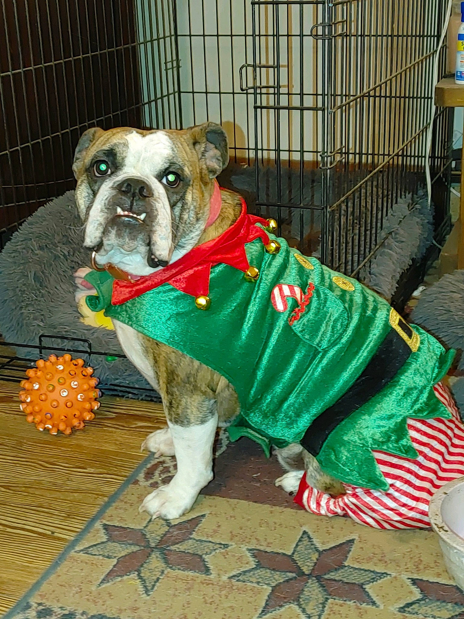 Summer is registered to the contest to win money with this photo: bulldog, canidae, carnivore, collar, companion_dog, dog, dog_breed, dog_collar, dog_supply, fawn, fence, flooring, fur, grass, pet_supply, snout, sporting_group, toy_dog, working_animal, wrinkle