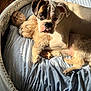dog, puppy, bed, cuddling, sleeping, cozy, furry, pet, animal, resting, indoor, blanket, light, sunlight, soft, cute, companion, relaxed, friendship, comfort