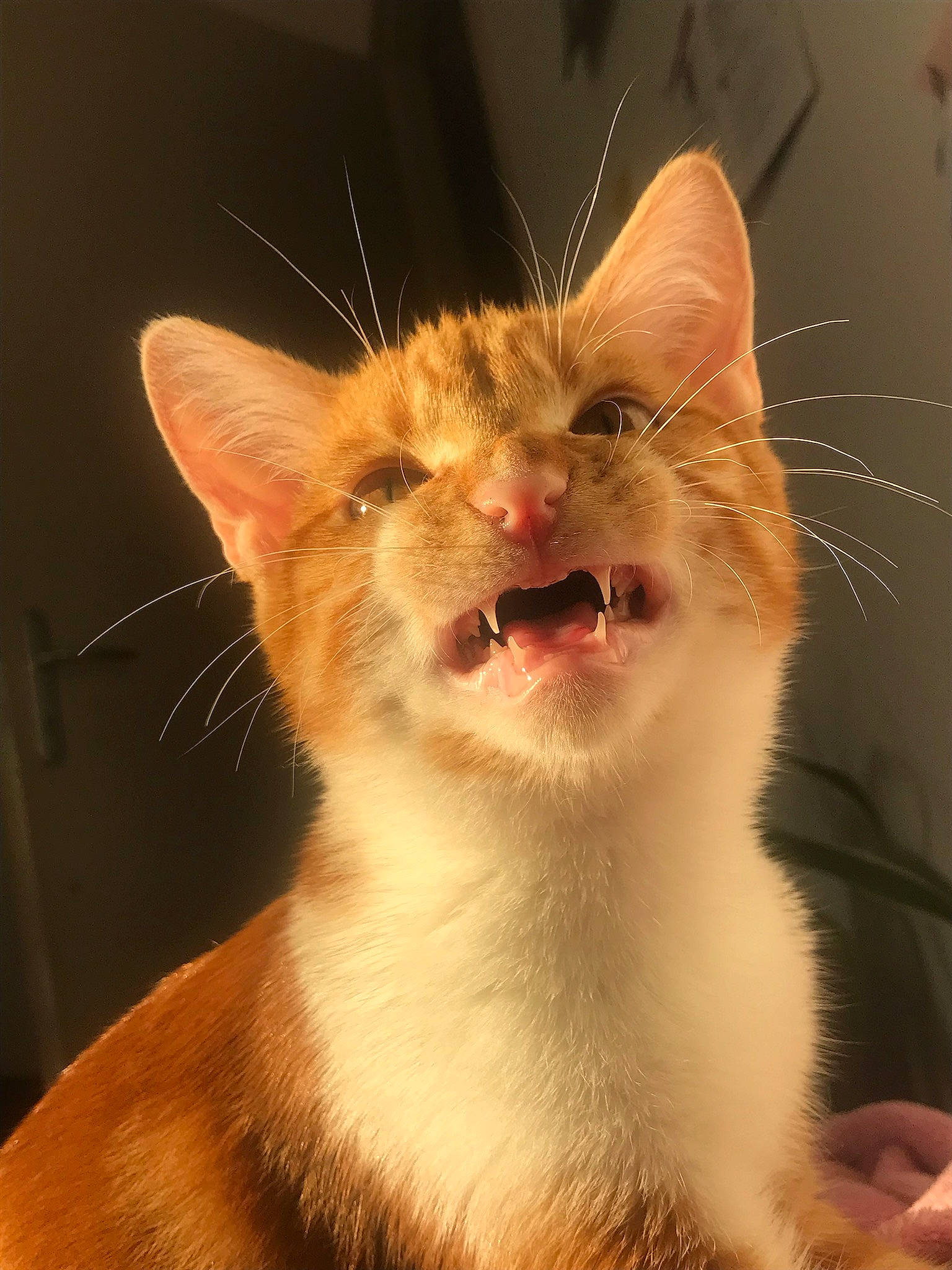 Akira a rejoint le concours — aidez-le/la à gagner de superbes lots ! carnivore, cat, close_up, domestic_short_haired_cat, ear, fang, fawn, felidae, fur, paw, small_to_medium_sized_cats, snout, tail, terrestrial_animal, whiskers, wildlife, window