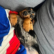 Milo participe au concours pour gagner de l'argent avec cette photo : animal, black_fur, blanket, brown_paws, companion, content, couch, cozy, cute, dog, fur, grey_couch, indoor, lying_down, pet, playful, puppy, relaxed, resting, snuggled