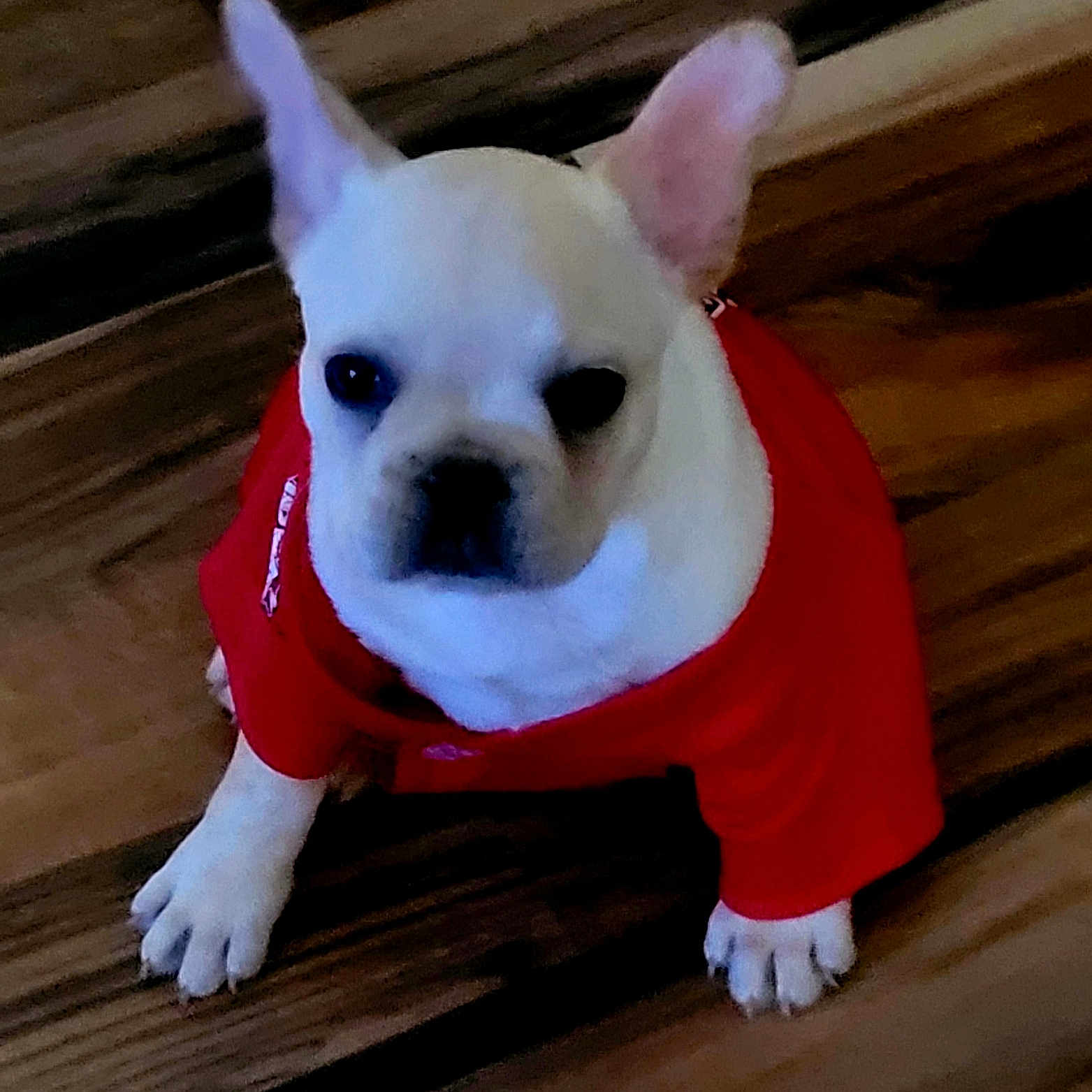 Tater Tot is registered to the contest to win money with this photo: adorable, animal, black_nose, clothing, cute, dog, ears, face, floor, french_bulldog, front_paws, indoor, looking_up, pet, puppy, red_shirt, sitting, small_dog, white_dog, wooden_floor