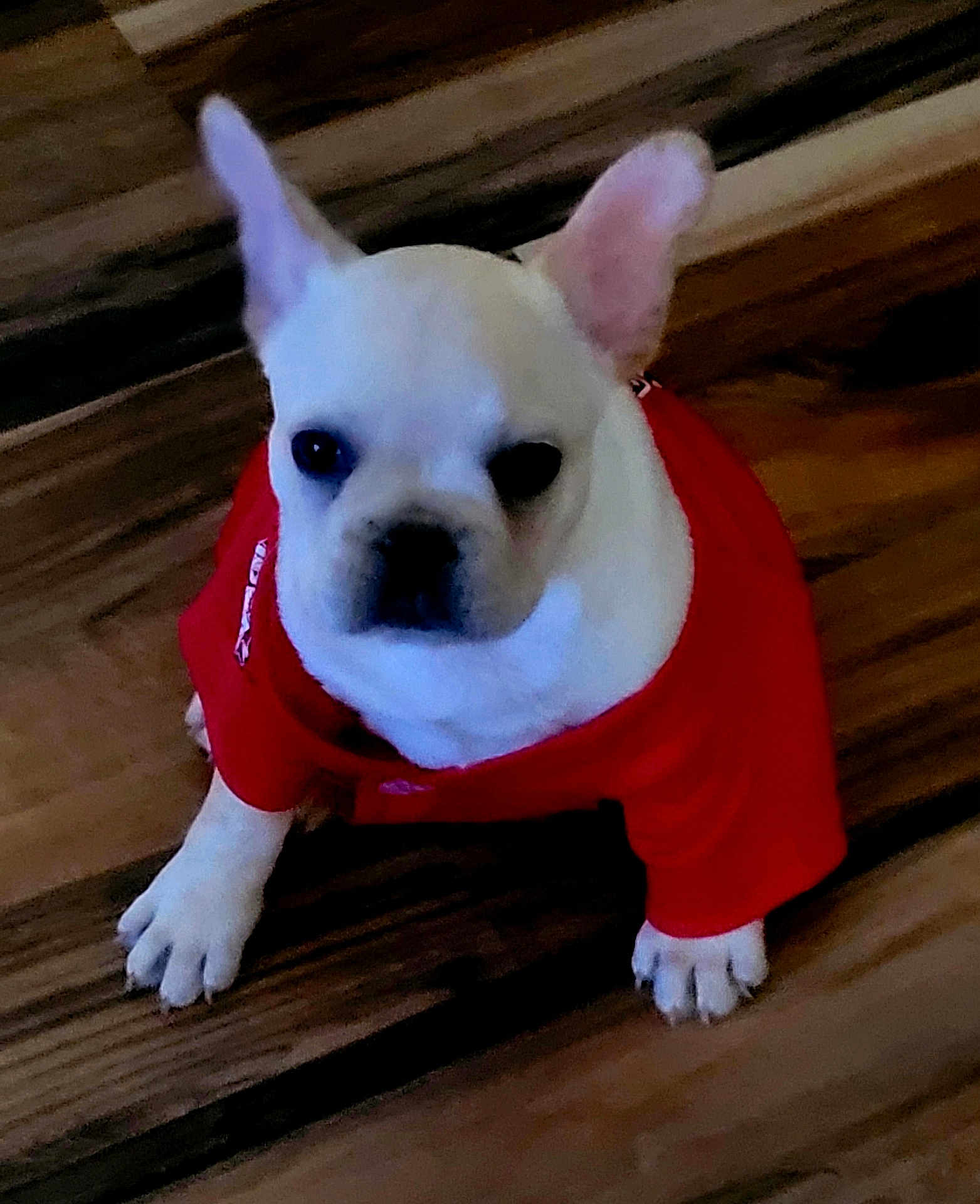 Tater Tot is registered to the contest to win money with this photo: dog, puppy, french_bulldog, white_dog, pet, animal, cute, red_shirt, clothing, floor, wooden_floor, indoor, small_dog, sitting, front_paws, ears, face, black_nose, looking_up, adorable