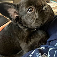 Gus is registered to the contest to win money with this photo: puppy, dog, black_fur, close_up, indoors, pet, snuggling, lap, fur, young_dog, cute, animal, domestic_animal, looking_up, soft_texture, cozy, companion, adorable, small_dog, friendly