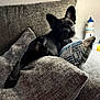 Gus is registered to the contest to win money with this photo: dog, black_dog, couch, cushion, indoor, pet, resting, fur, small_dog, living_room, cozy, relaxed, curious, animal, domestic_animal, home, furniture, soft_texture, looking_back, companion
