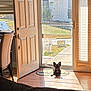 dog, indoor, sunlight, door, open_door, wooden_floor, mat, black_dog, small_dog, calm, relaxed, chair, couch, window, glass_door, sidewalk, grass, daylight, shadow, home