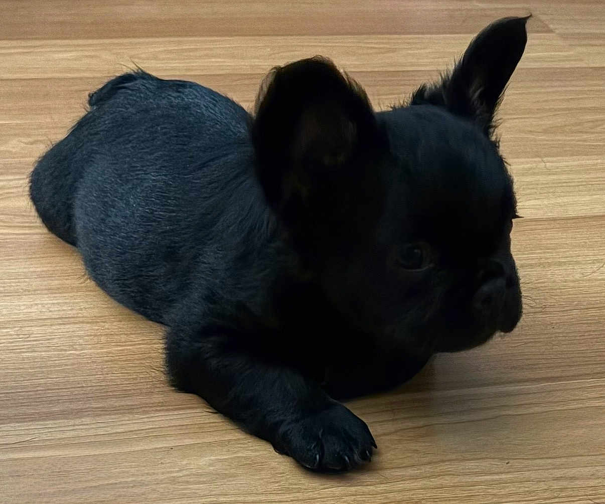 Gus joined the competition — help win amazing prizes! puppy, dog, black_dog, pet, indoor, wooden_floor, animal, cute, small_dog, fur, laying_down, ears, flooring, domestic_animal, canine, young_dog, side_view, one_ear_up, companion, cute_pet