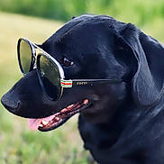 Archie is registered to the contest to win money with this photo: dog, black_dog, sunglasses, gucci, pet, animal, outdoor, tongue, portrait, closeup, cool, fashion, accessory, grass, summer, canine, muzzle, ears, snout, happy