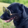 dog, black_dog, sunglasses, gucci, pet, animal, outdoor, tongue, portrait, closeup, cool, fashion, accessory, grass, summer, canine, muzzle, ears, snout, happy