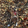 dog, brindle, tongue_out, happy, leaves, autumn, outdoor, nature, sunlight, playful, animal, pet, canine, fall, brown, white_paws, fur, grass, smiling, lying_down