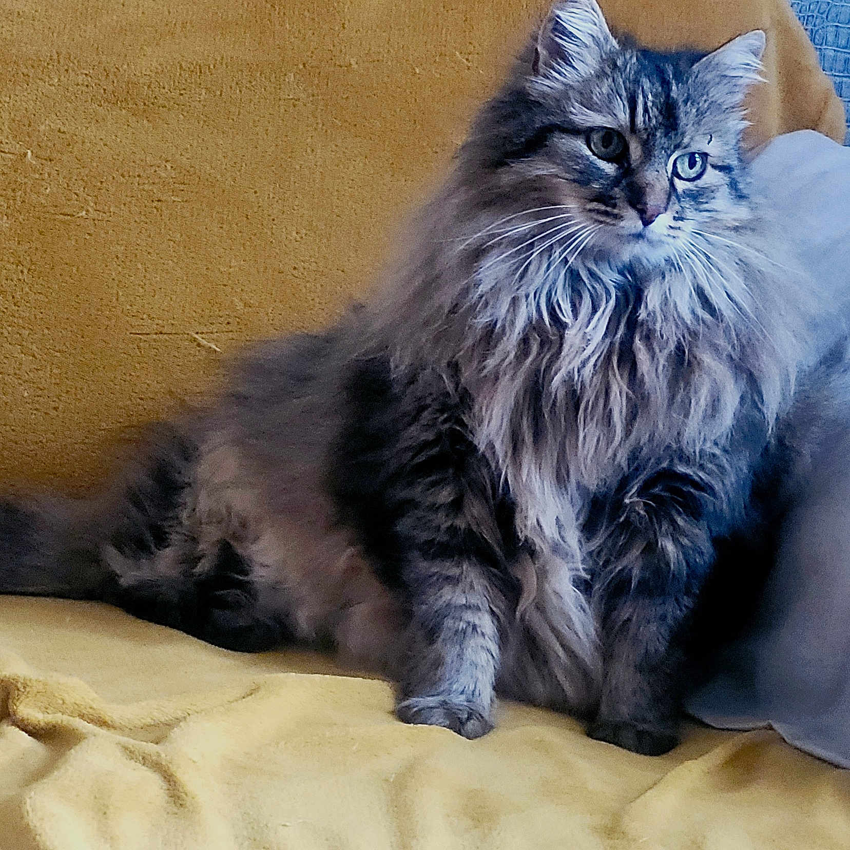 Gino a rejoint le concours — aidez-le/la à gagner de superbes lots ! abyssinian, angora, animal, armchair, blanket, cat, chair, couch, cushion, furniture, homedecor, kitten, linen, manx, pet, siamese, wood